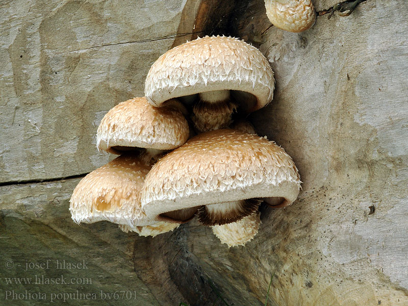 Pholiota populnea Pappel-Schüppling