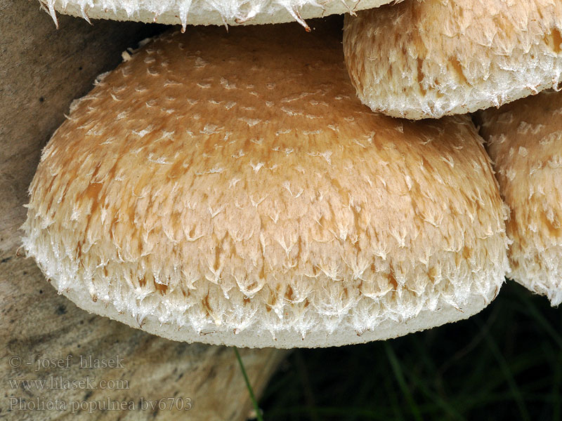 Pholiota populnea Šupinovka zhoubná