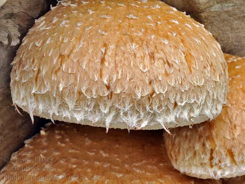 Pholiota populnea Wollige bundelzwam