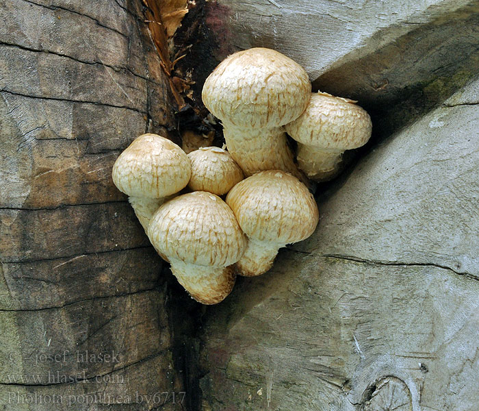 Pholiota populnea Łuskwiak topolowy