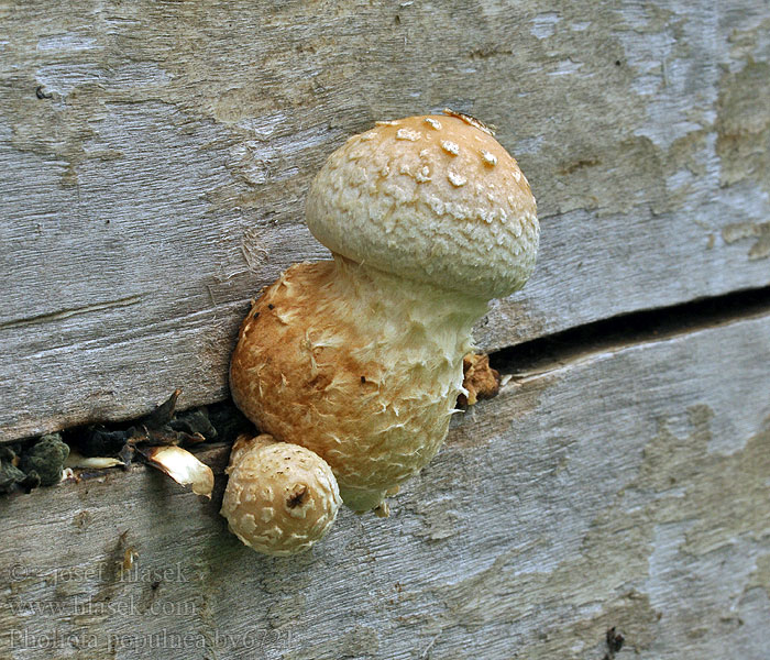 Pholiota populnea Šupinovka zhubná