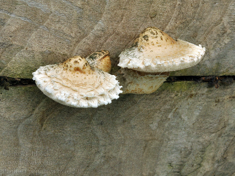 Pholiota populnea Poppel-skælhat