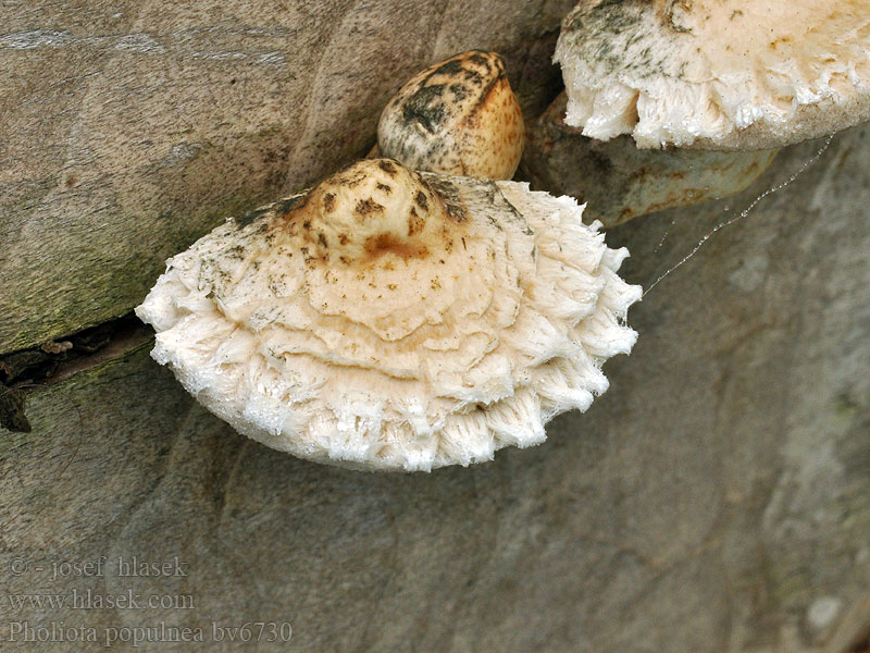 Pholiota populnea Poppeltofsskivling Poppelihelokka