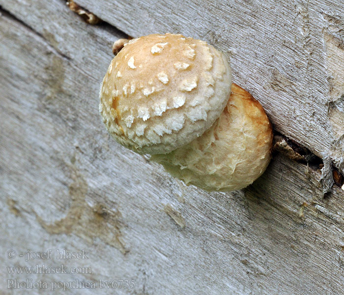 Pholiota populnea Pholiote destructrice