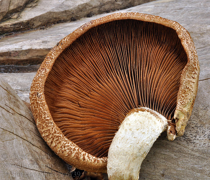 Pholiota populnea Ospeskjellsopp