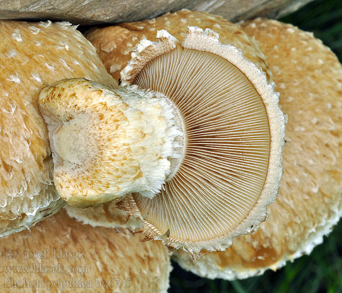 Pholiota populnea Чешуйчатка разрушающая