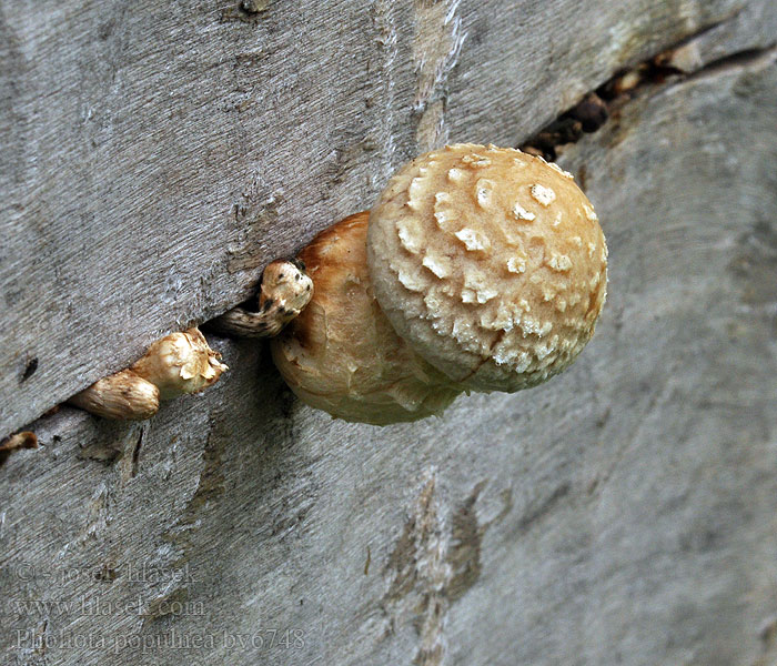 Pholiota populnea Nyárfa-tőkegomba