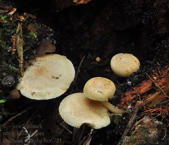 Pholiota_scamba_bo6721