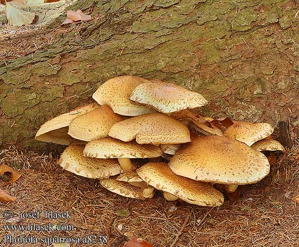 Pholiota squarrosa a8238