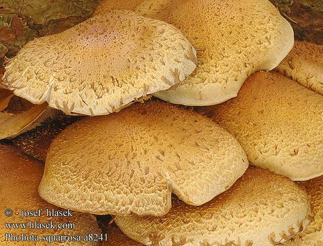 Pholiota squarrosa a8241