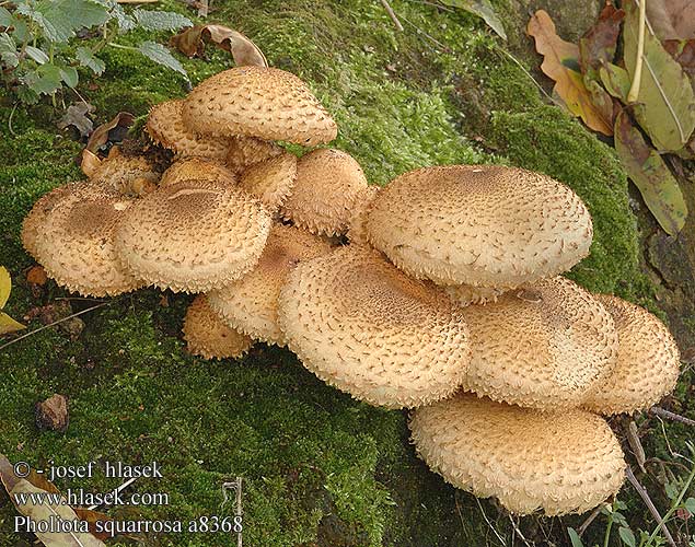 Pholiota squarrosa a8368