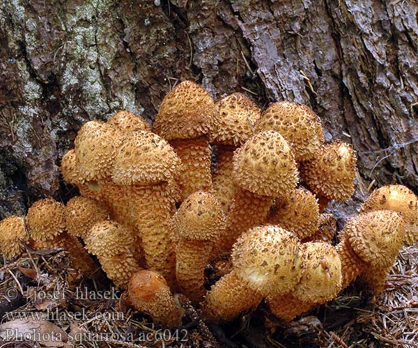 Pholiota squarrosa Sparriger Schüppling Łuskwiak nastroszony šupinatá Šupinovka kostrbatá Fjällig tofsskivling Raspskjellsopp スギタケ Чешуйчатка обыкновенная Shaggy Scalycap Krumskællet skælhat Pörhösuomuhelokka Pholiote écailleuse Schubbige bundelzwam Tüskés tőkegomba