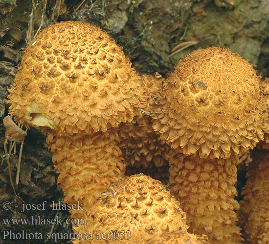 Pholiota squarrosa ac6053