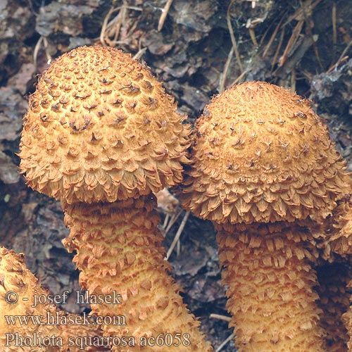 Pholiota squarrosa Šupinovka kostrbatá Fjällig tofsskivling Raspskjellsopp スギタケ Чешуйчатка обыкновенная Shaggy Scalycap Krumskællet skælhat Pörhösuomuhelokka Pholiote écailleuse Schubbige bundelzwam Tüskés tőkegomba Sparriger Schüppling Łuskwiak nastroszony šupinatá