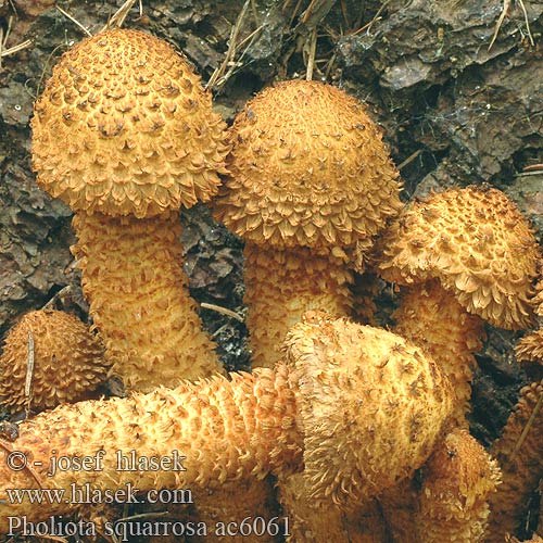 Pholiota squarrosa ac6061