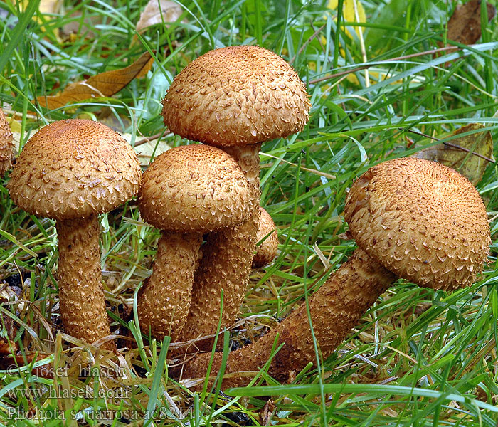 Pholiota squarrosa ac8214