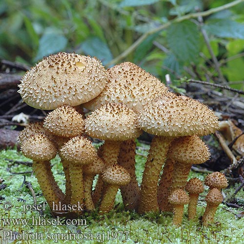 Pholiota squarrosa Raspskjellsopp スギタケ Чешуйчатка обыкновенная Shaggy Scalycap Krumskællet skælhat Pörhösuomuhelokka Pholiote écailleuse Schubbige bundelzwam Tüskés tőkegomba Sparriger Schüppling Łuskwiak nastroszony šupinatá Šupinovka kostrbatá Fjällig tofsskivling