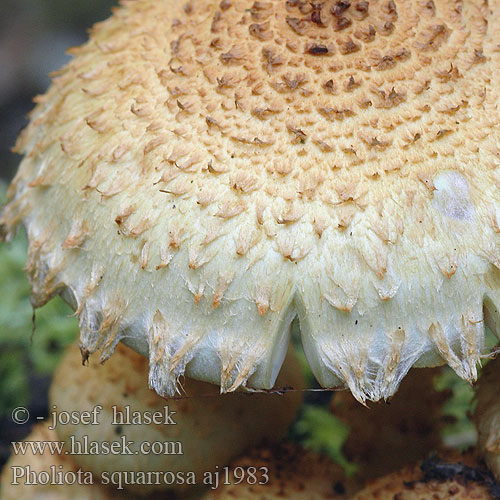 Pholiota squarrosa aj1983