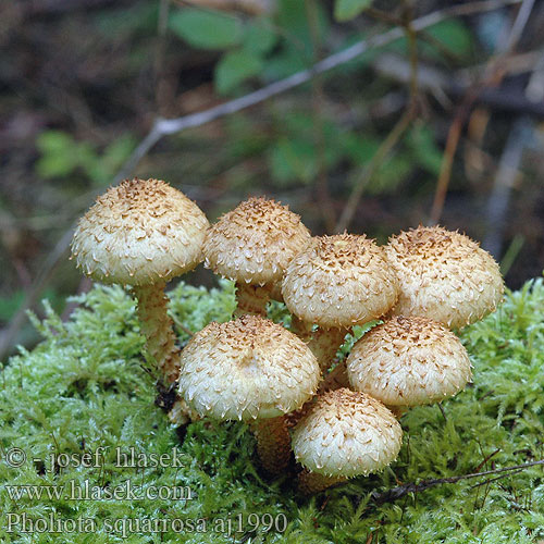 Pholiota squarrosa Чешуйчатка обыкновенная Shaggy Scalycap Krumskællet skælhat Pörhösuomuhelokka Pholiote écailleuse Schubbige bundelzwam Tüskés tőkegomba Sparriger Schüppling Łuskwiak nastroszony šupinatá Šupinovka kostrbatá Fjällig tofsskivling Raspskjellsopp スギタケ