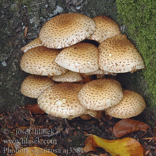 Pholiota squarrosa Krumskællet skælhat Pörhösuomuhelokka Pholiote écailleuse Schubbige bundelzwam Tüskés tőkegomba Sparriger Schüppling Łuskwiak nastroszony šupinatá Šupinovka kostrbatá Fjällig tofsskivling Raspskjellsopp スギタケ Чешуйчатка обыкновенная Shaggy Scalycap