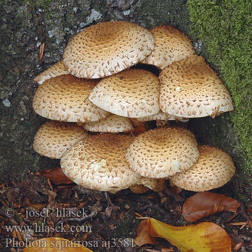 Pholiota squarrosa aj3581