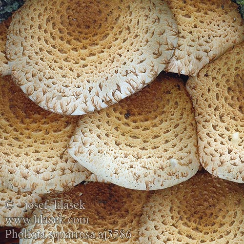 Pholiota squarrosa Pörhösuomuhelokka Pholiote écailleuse Schubbige bundelzwam Tüskés tőkegomba Sparriger Schüppling Łuskwiak nastroszony šupinatá Šupinovka kostrbatá Fjällig tofsskivling Raspskjellsopp スギタケ Чешуйчатка обыкновенная Shaggy Scalycap Krumskællet skælhat