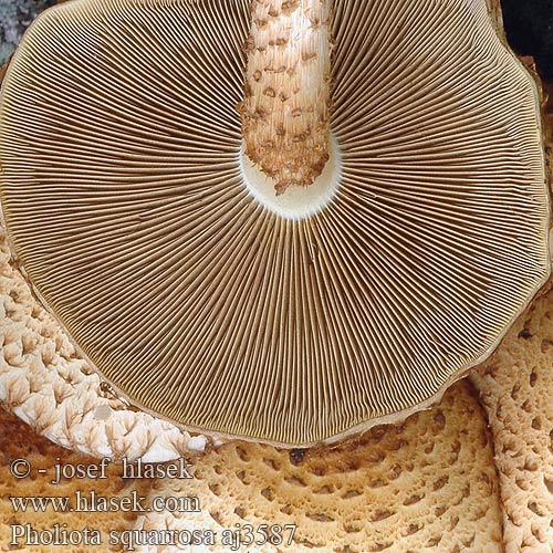 Pholiota squarrosa Tüskés tőkegomba Sparriger Schüppling Łuskwiak nastroszony šupinatá Šupinovka kostrbatá Fjällig tofsskivling Raspskjellsopp スギタケ Чешуйчатка обыкновенная Shaggy Scalycap Krumskællet skælhat Pörhösuomuhelokka Pholiote écailleuse Schubbige bundelzwam