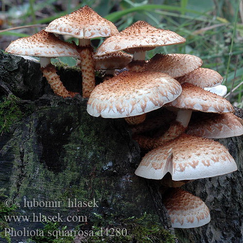 Pholiota squarrosa d4280