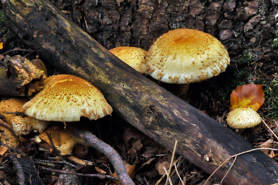 Pholiota squarrosa