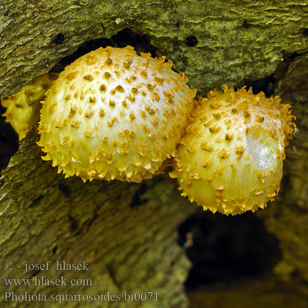 Pholiota squarrosoides Pholiote squarreuse Šupinovka ježatá