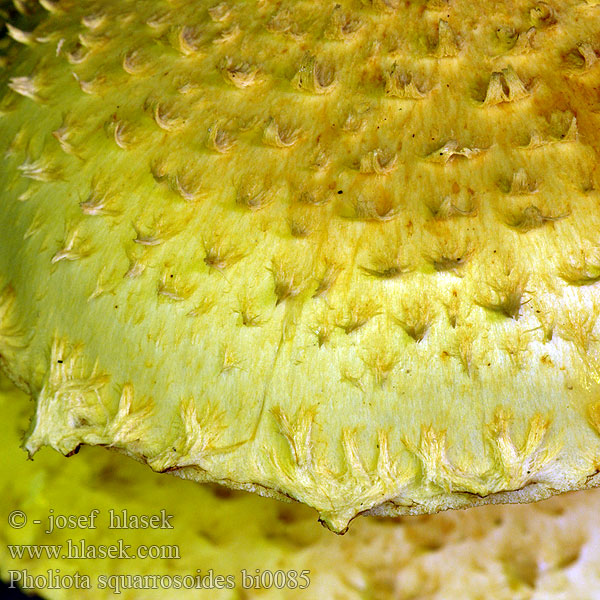 Pholiota squarrosoides bi0085