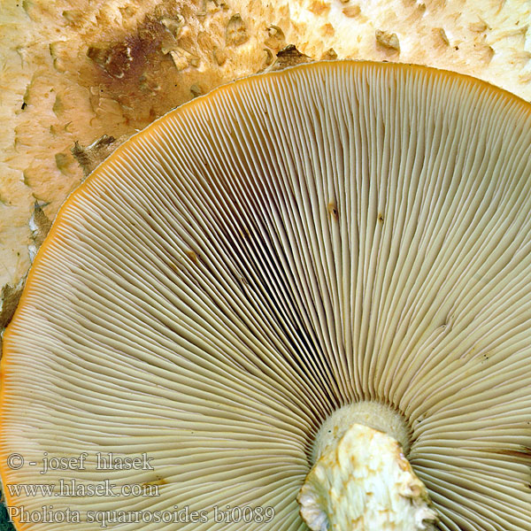 Kryddtofsskivling Pholiota squarrosoides Pholiote squarreuse