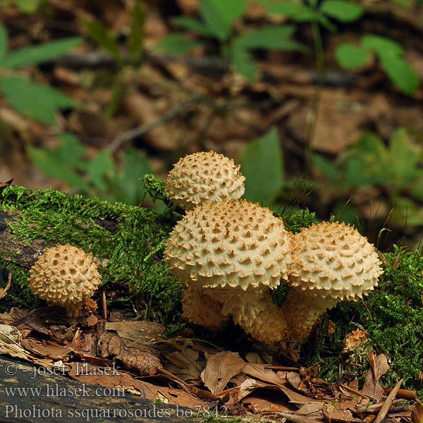 Pholiota squarrosoides Šupinovka ježatá