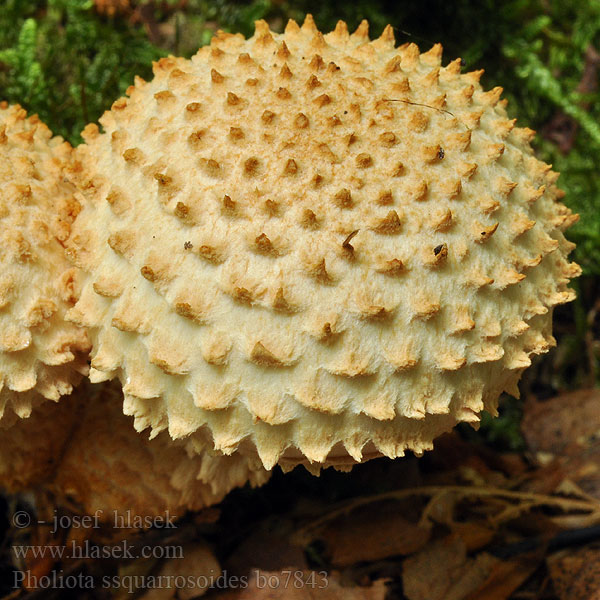 Pholiota squarrosoides Bleicher Schüppling