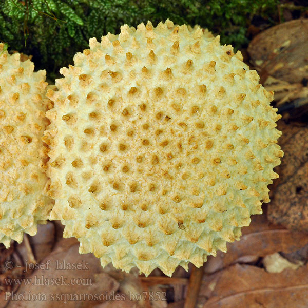 Pholiota squarrosoides Brown-spored mushroom