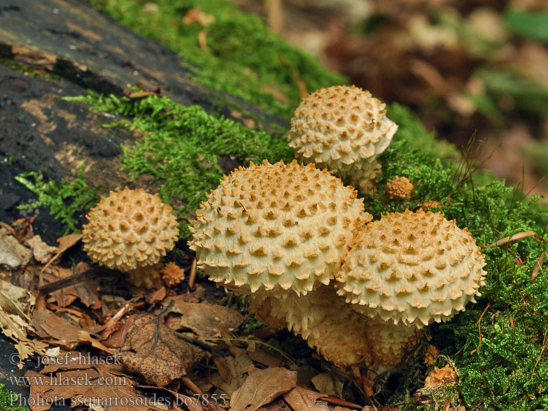 Pholiota squarrosoides Šupinovka bledookrajová 和尖鳞伞