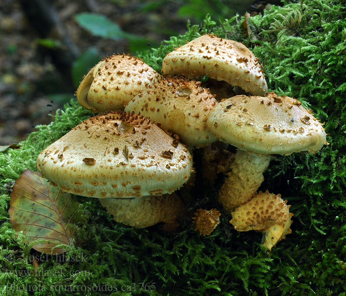 Łuskwiak rdzawołuskowy Kryddtofsskivling Pholiota squarrosoides