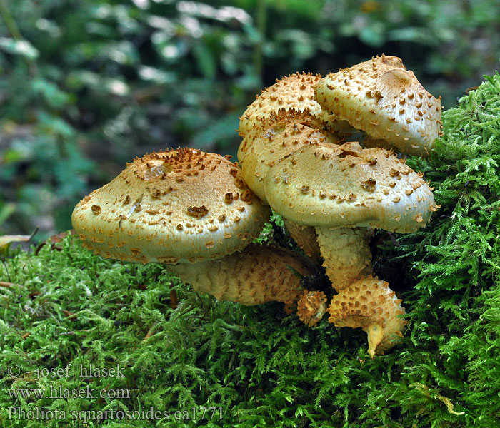 Pholiote squarreuse Pholiota squarrosoides