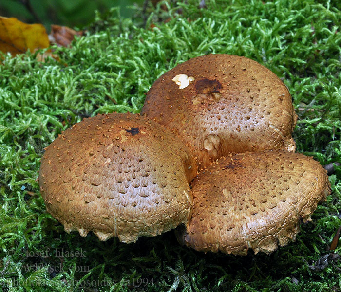 Šupinovka ježatá Pholiota squarrosoides