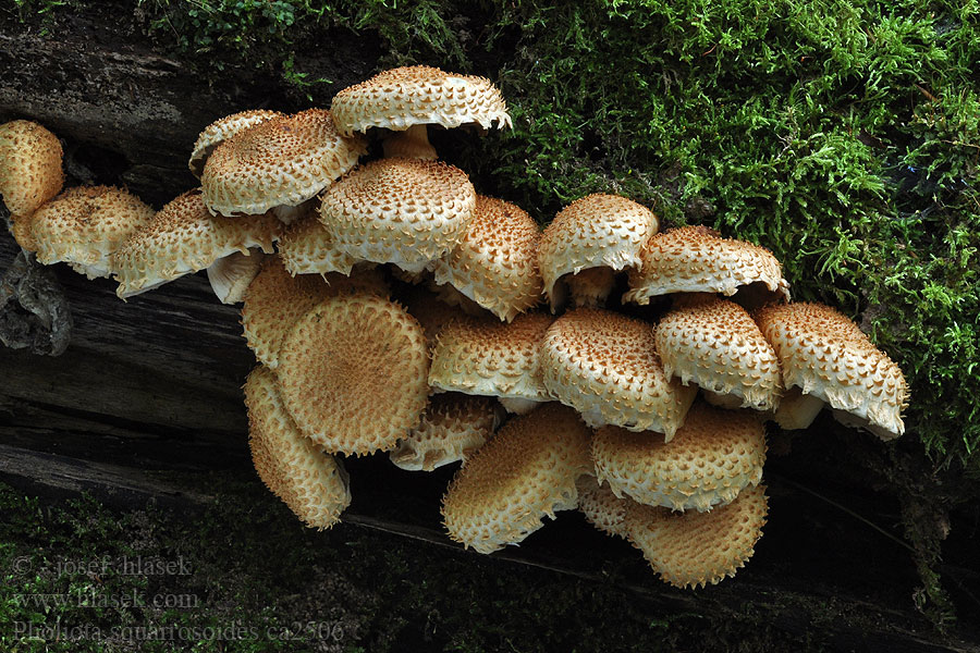 Bleicher Schüppling Pholiota squarrosoides