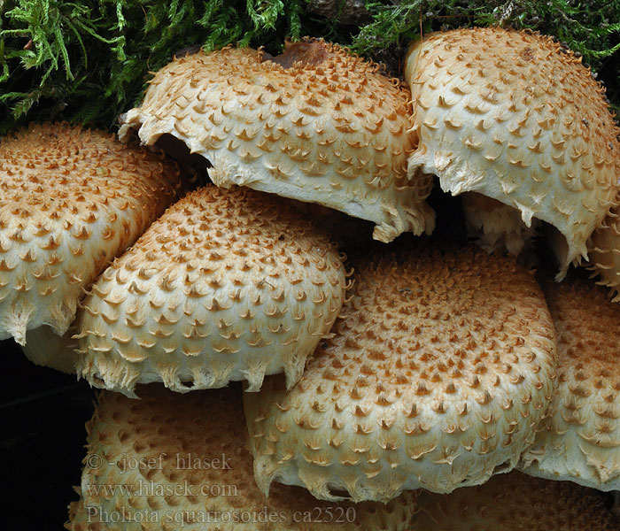 Brown-spored mushroom Pholiota squarrosoides