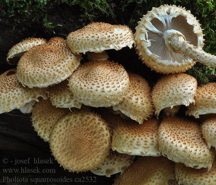 和尖鳞伞 Pholiota squarrosoides