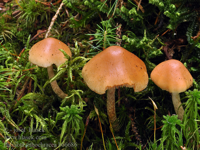 Pholiota_subochracea_bo6686