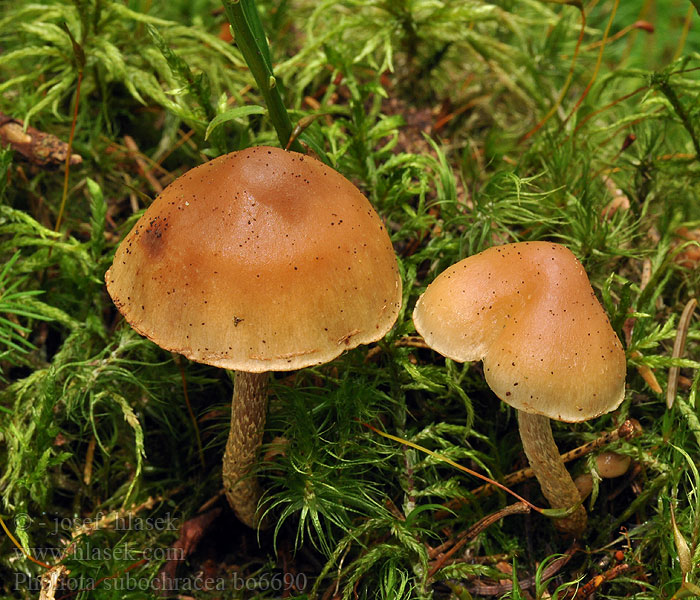 Pholiota subochracea Schwefelkopf-Schüppling