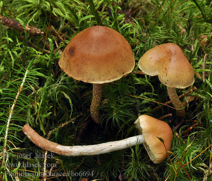 Pholiota subochracea Aprikostofsskivling