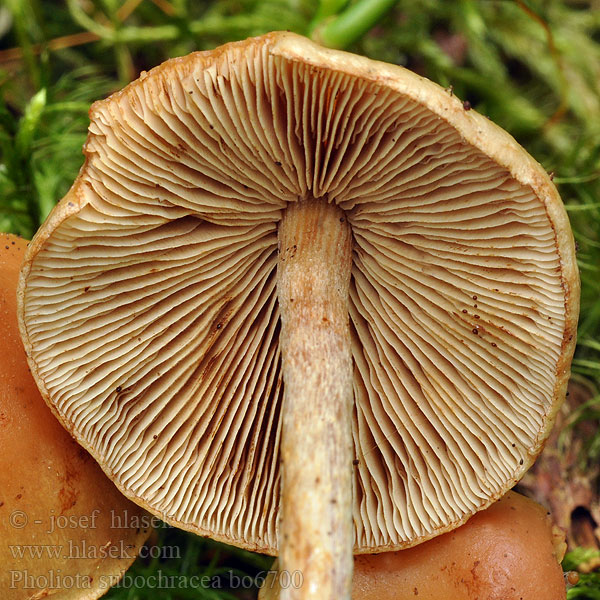 Pholiota subochracea Salohelokka