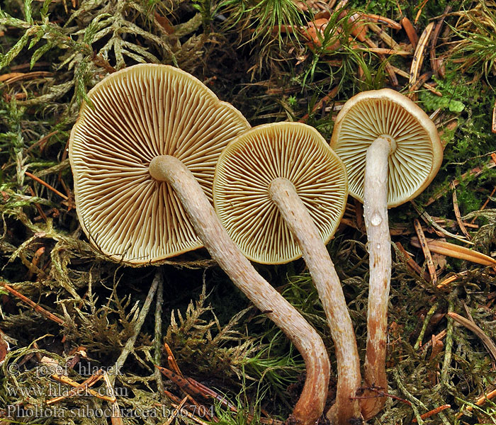 Pholiota subochracea Pholiote hypholomoïde Granskjellsopp