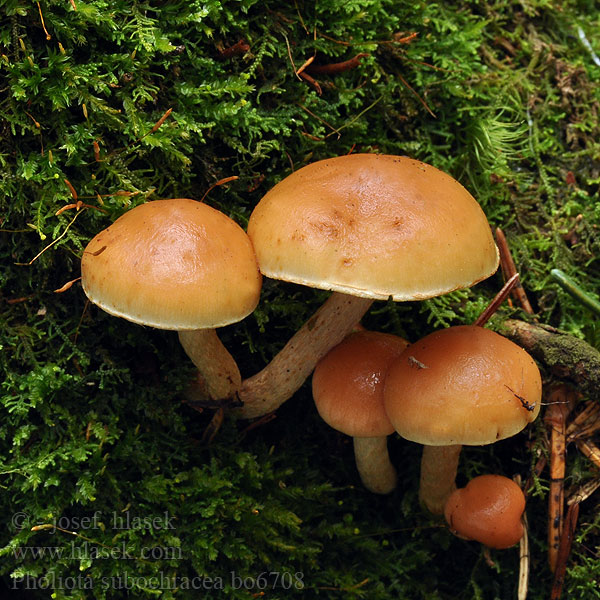 Pholiota subochracea Granskjellsopp