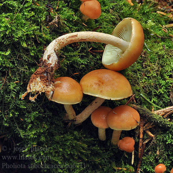 Pholiota_subochracea_bo6711