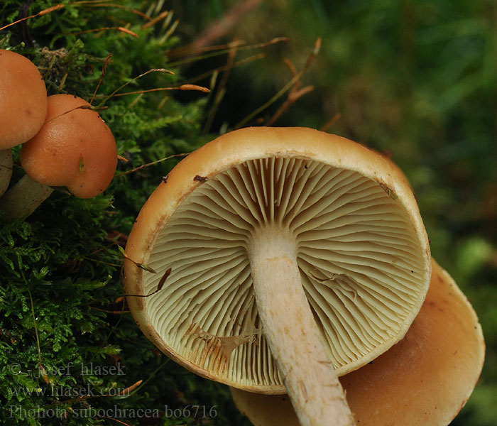 Schwefelkopf-Schüppling Pholiota subochracea